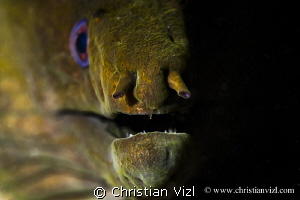 Close up of a green moray eel, Manzanillo, Zihuatanejo, M... by Christian Vizl 